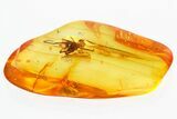 Detailed Fossil Spider (Araneae) In Baltic Amber #310957-1